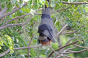 Lyle's flying fox Pteropus lylei Bat Sleeping
