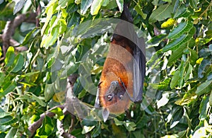 Lyle`s flying fox Pteropus lylei Bat Sleeping on the tree