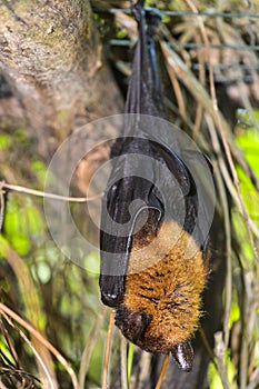 Lyle`s Flying Fox Pteropus lylei