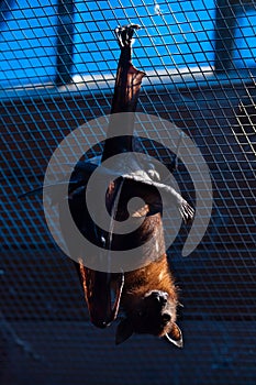 Lyle's flying fox (Pteropus lylei).
