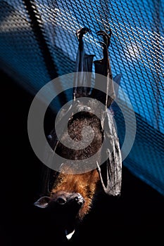 Lyle's flying fox (Pteropus lylei).
