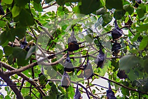 Lyle's flying fox, Pteropus vampyrus, Pteropus lylei or Khangka