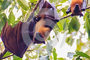 Lyle's flying fox, Pteropus vampyrus, Pteropus lylei or Khangka