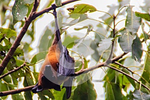 Lyle's flying fox, Pteropus vampyrus, Pteropus lylei or Khangka