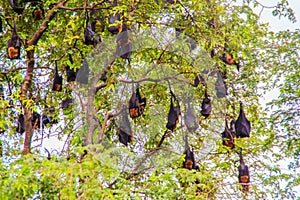 Lyle's flying fox, Pteropus vampyrus, Pteropus lylei or Khangka