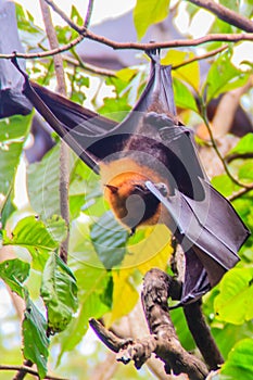 Lyle's flying fox, Pteropus vampyrus, Pteropus lylei or Khangka