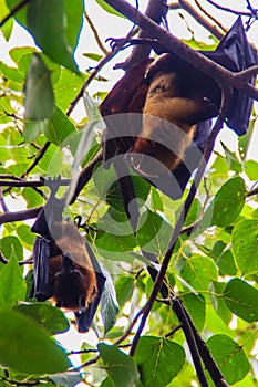 Lyle's flying fox, Pteropus vampyrus, Pteropus lylei or Khangka