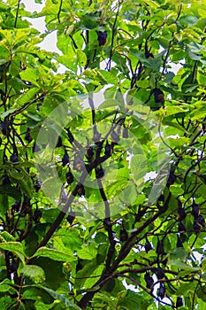 Lyle's flying fox, Pteropus vampyrus, Pteropus lylei or Khangka