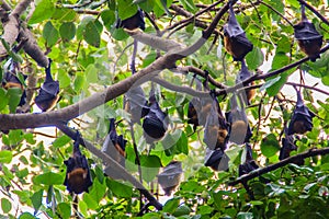 Lyle's flying fox, Pteropus vampyrus, Pteropus lylei or Khangka