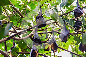 Lyle's flying fox, Pteropus vampyrus, Pteropus lylei or Khangka