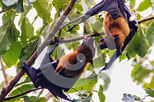 Lyle's flying fox, Pteropus vampyrus, Pteropus lylei or Khangka