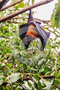 Lyle's flying fox, Pteropus vampyrus, Pteropus lylei or Khangka