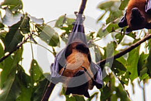 Lyle's flying fox, Pteropus vampyrus, Pteropus lylei or Khangka