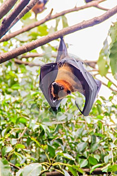 Lyle's flying fox, Pteropus vampyrus, Pteropus lylei or Khangka