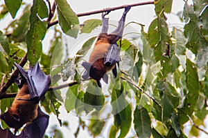 Lyle's flying fox, Pteropus vampyrus, Pteropus lylei or Khangka