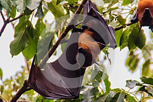 Lyle's flying fox, Pteropus vampyrus, Pteropus lylei or Khangka