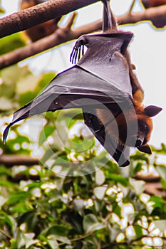 Lyle's flying fox, Pteropus vampyrus, Pteropus lylei or Khangka