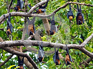 Lyle\'s flying fox resting on a tree.