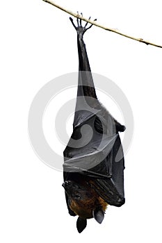 Lyles flying fox Pteropus lylei mega fruit bat in family Pteropodidae hang on thin branch photo
