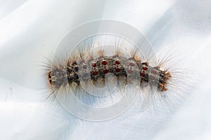 Lymantria dispar, the gypsy moth caterpiller at Pinery Provincial Park, Ontario Canada on a white background
