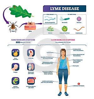 Lyme disease vector illustration. Labeled tick bite infection symptoms list