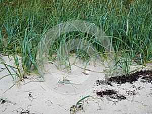 Lyme Grass in the sand of a beach sea shore dune