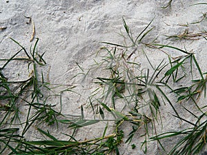 Lyme Grass in the sand of a beach sea shore dune