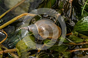 Lymnaea - Great pond snail Lymnaea stagnalis, air-breathing freshwater snail, an aquatic pulmonate gastropod mollusk, family