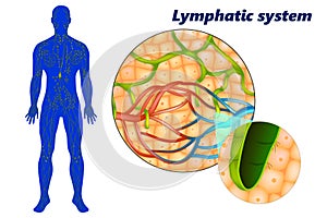 Lymph capillaries in the tissue spaces