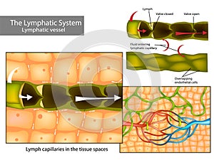 Lymph capillaries in the tissue spaces. Lymphatic circulation and structure of lymphatic vessels