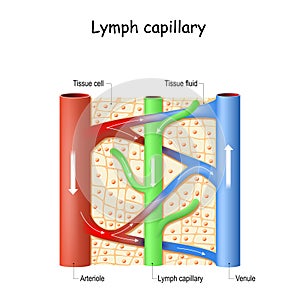 Lymph capillary in human tissue. Blood vessel: Venule and Arteriole