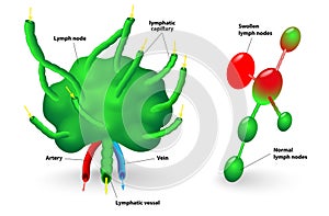 Lymph node