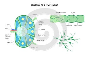 Lymph node anatomy