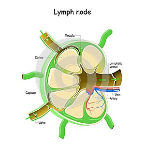 Lymph Node Anatomy photo