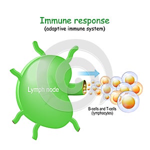 Lymph node and B-cells and T-cells photo