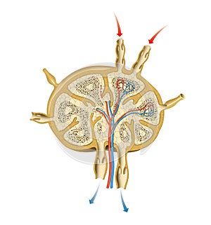 Lymph node structure illustration
