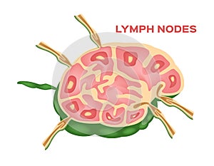 Lymph node , lymphocyte structure