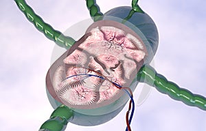 Lymph node section 3d anatomy
