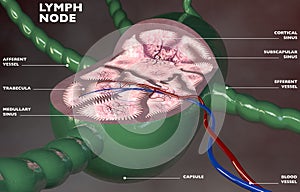 Lymph node section 3d anatomy