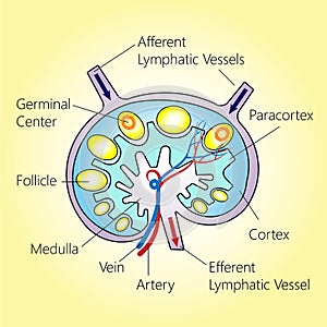 Lymph Node Structure