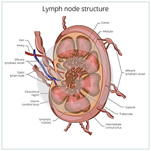 Lymph node structure medical educational vector photo
