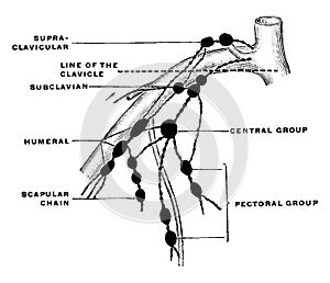 Lymph Node of Upper Extremity, vintage illustration