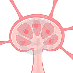 Lymph node vector illustration presentation template graphic