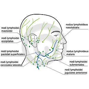 Lymph nodes of the head and neck.