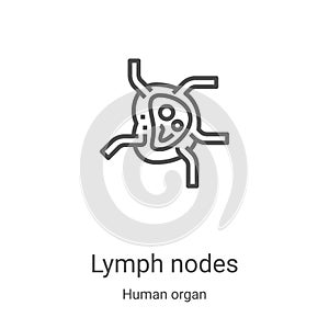 lymph nodes icon vector from human organ collection. Thin line lymph nodes outline icon vector illustration. Linear symbol for use photo