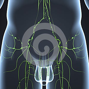 Lymph nodes nearby hip Anterior view