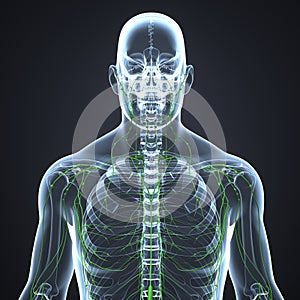 Lymph nodes with Skeleton Body
