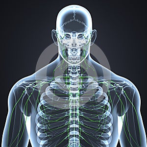 Lymph nodes with Skeleton Body Anterior view