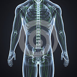 Lymph nodes with Skeleton Body Posterior view