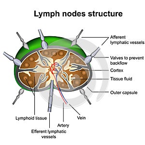 Lymph nodes structure medical vector illustration infographic on white background photo